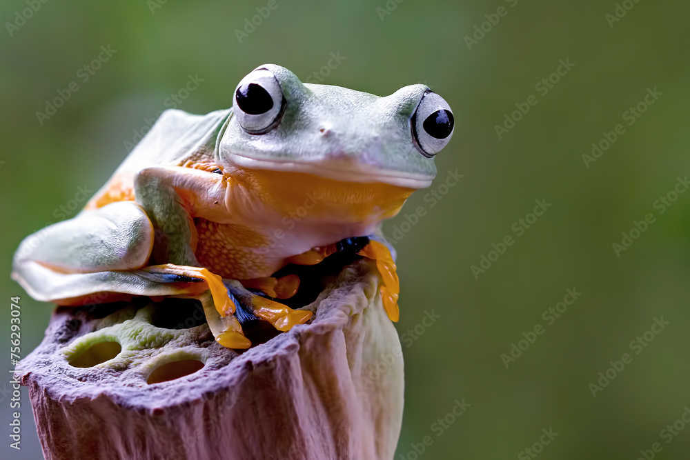 Tree frog on the branch, Gliding frog (Rhacophorus reinwardtii) sitting ...