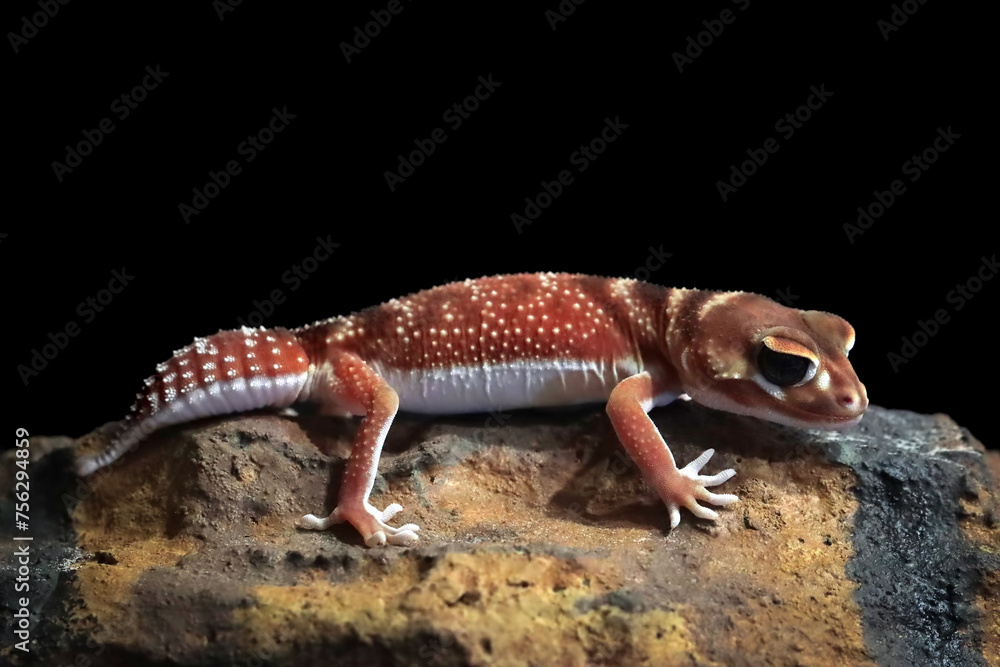 Obraz premium Smooth Knob-tailed Gecko (Nephrurus levis pilbarensis) closeup