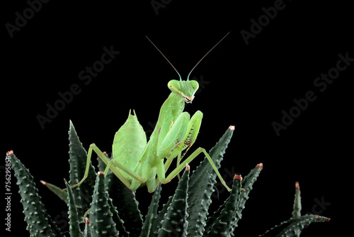 Green praying mantis on leaves with black background, beautiful praying mantis