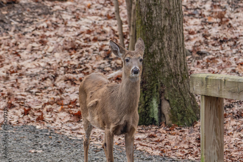 Adorable deer in the forest on dry land. © Wirestock