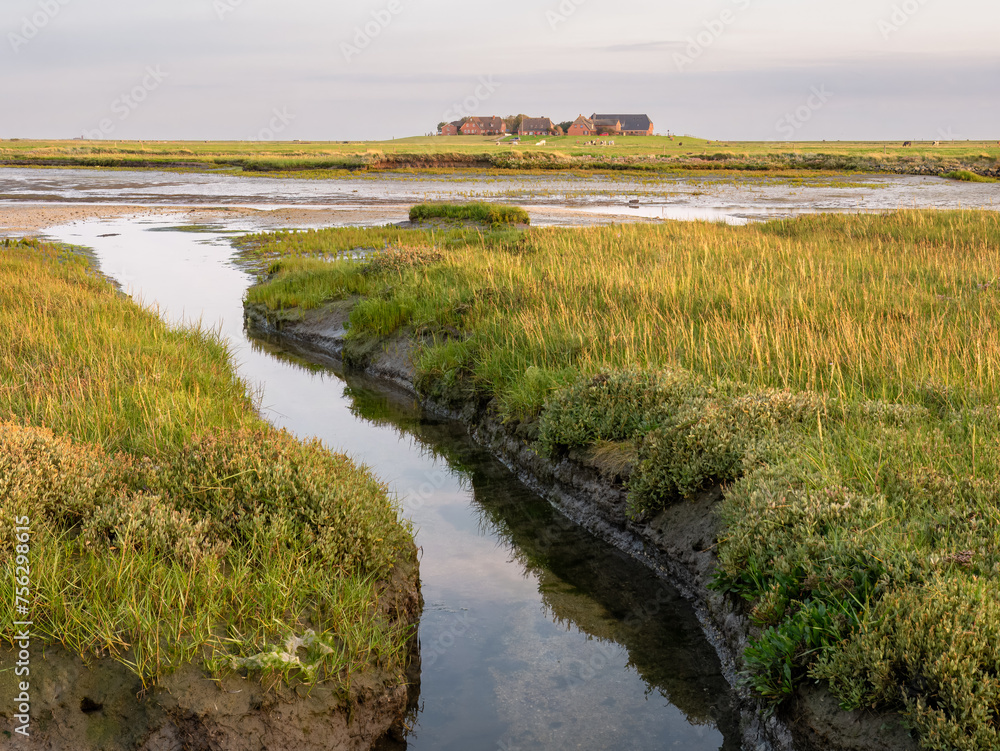 Ockelutzwarft on Hallig Hooge, North Frisia, Schleswig-Holstein, Germany