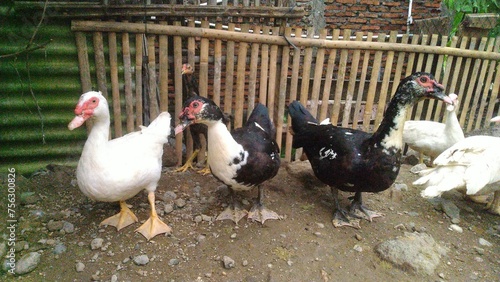 Entok or Mentok livestock (Muscovy ducks) in the farmville photo