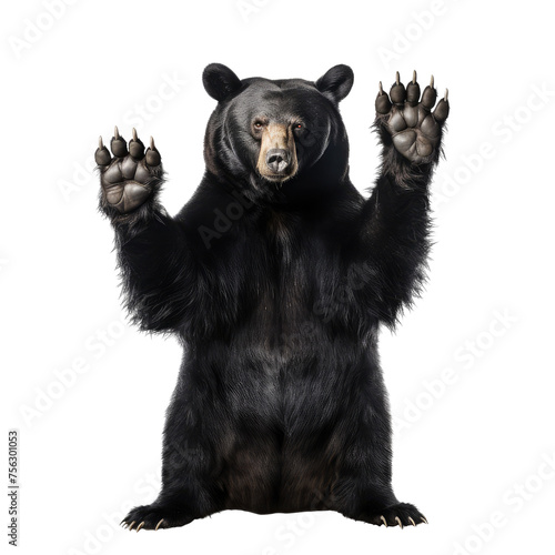 big bear looking isolated on white