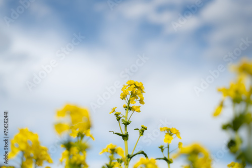 青い空と菜の花 © rai