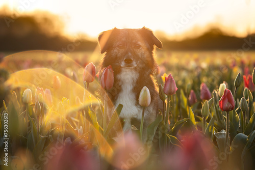 Sonnenaufgang im Tulpenfeld mit Hund