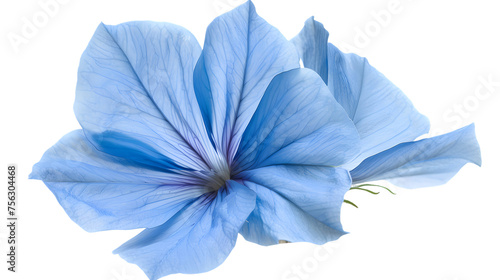 blue iris flower isolated on white background. png © asma