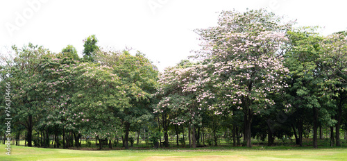 A view of beautifully blooming trees in a public park. photo