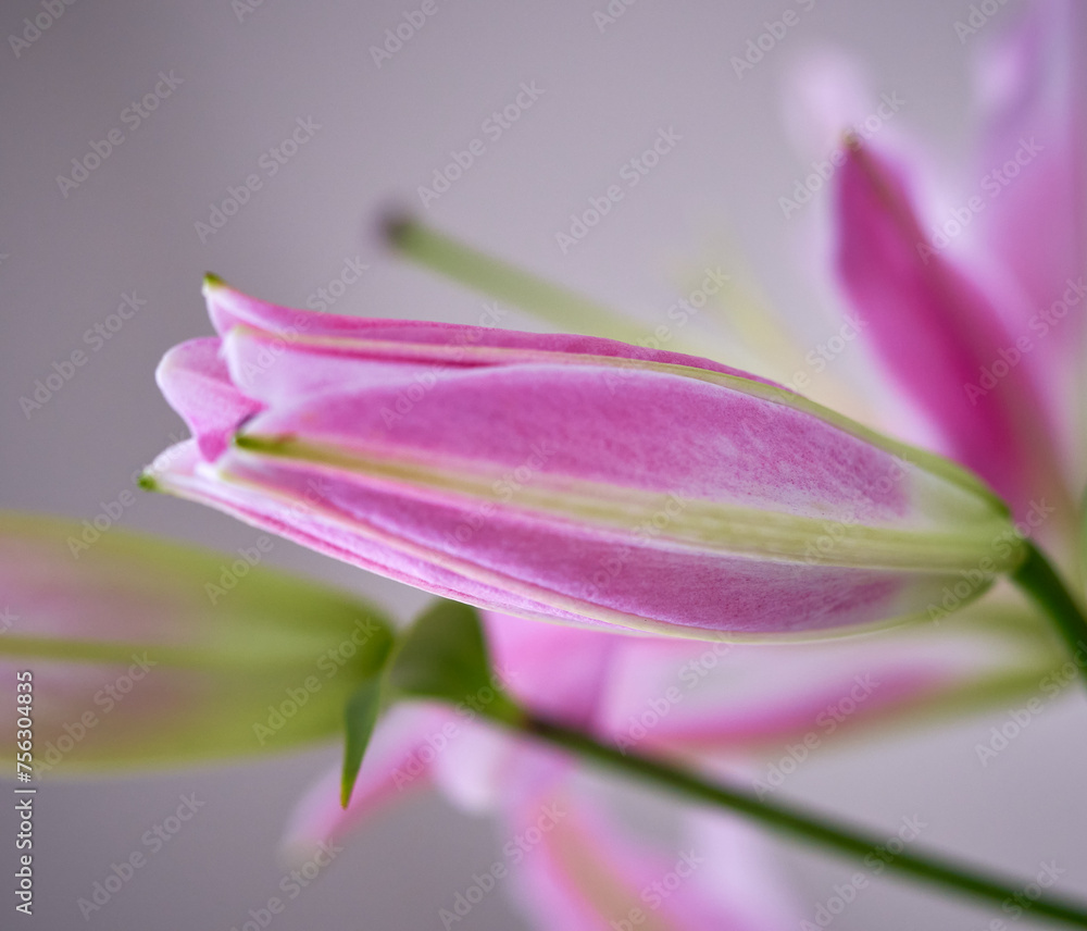 lily flower growing on a white background