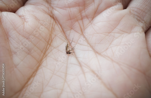 Body of Mosquito died on hand 