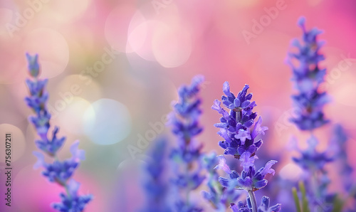 Lavender flowers closeup  macro shot with blurred background   Generative AI 