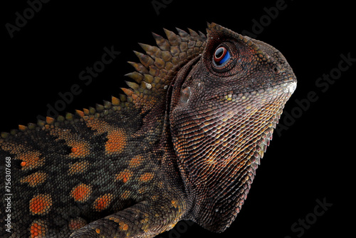 Closeup head forest dragon Lizard male on isolated background, Fores dragon closeup head