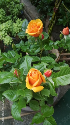 Yellow orange roses in park