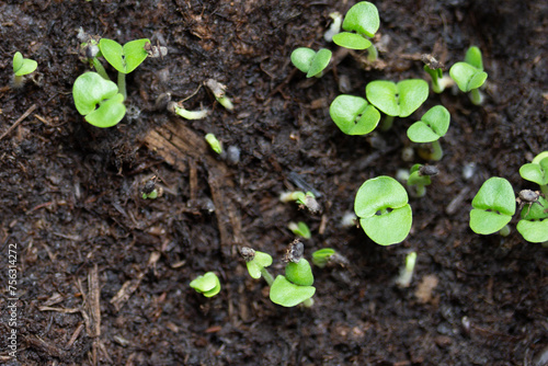 Close up of young green basil seedlings growing, awakening herbs, top view