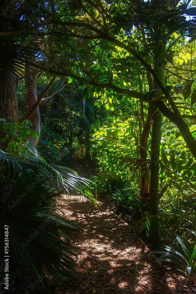 Sunlight filtering onto a narrow foot path winding through a tropical forest on the slope of a hill. Totara Park, Auckland, New Zealand