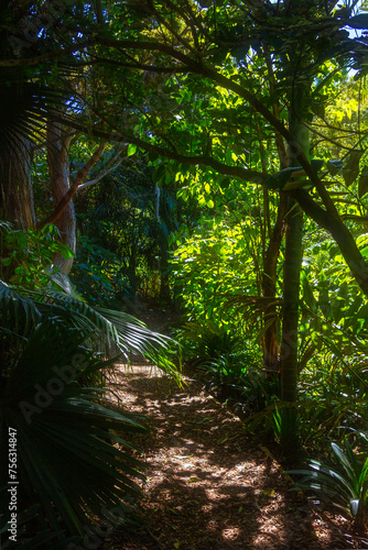 Sunlight filtering onto a narrow foot path winding through a tropical forest on the slope of a hill. Totara Park  Auckland  New Zealand