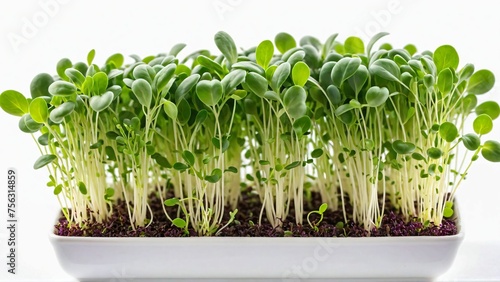 growing microgreens