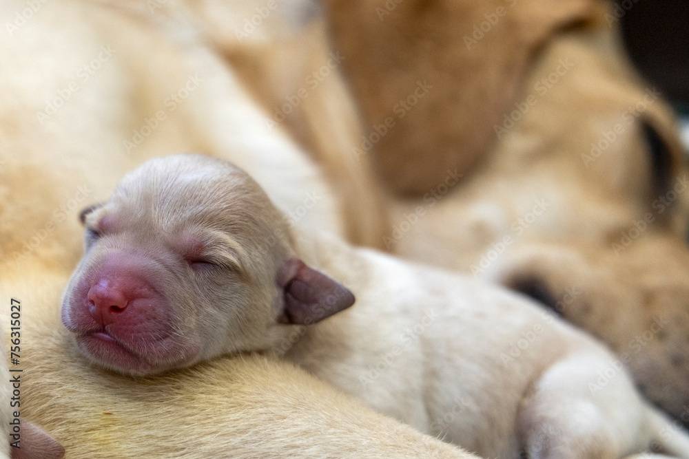 A one-day-old blonde Labrador puppy has laid its little head on its mother's paw.