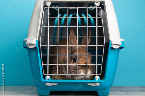 Rabbit in a transport box, pet locked in a cage, taking care of domestic animal, vacation or appointment at a vet doctor photo