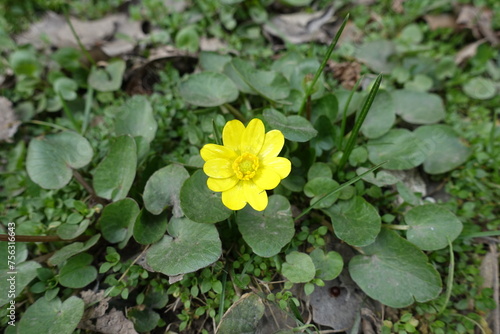 Closeup of one yellow flower of ficaria verna in April