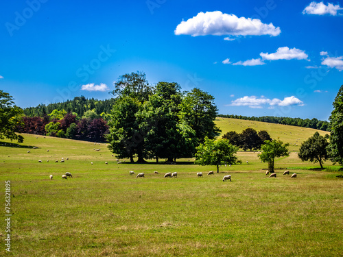 Englands Green and Pleasant Land - Sheep grazing on the downs near West Dean, Sussex, England.