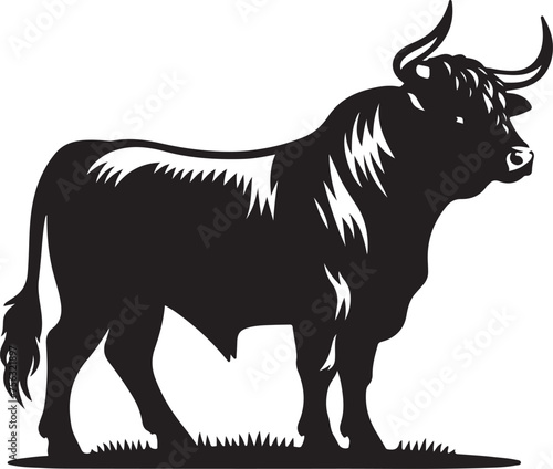 black and white bull