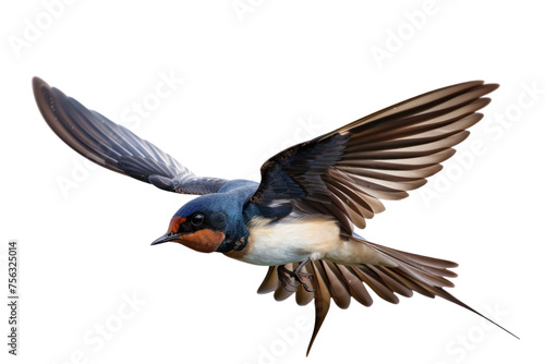Swallows are birds with long wings and long tails. They are found all over the world. There are many species, such as the house swallow. field swallow