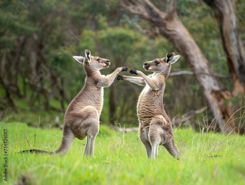 Two kangaroos stand on a grassy field, playfully engaging in a mock boxing match.