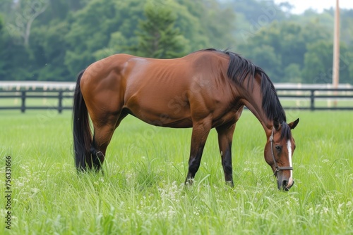 A brown horse is grazing in a field