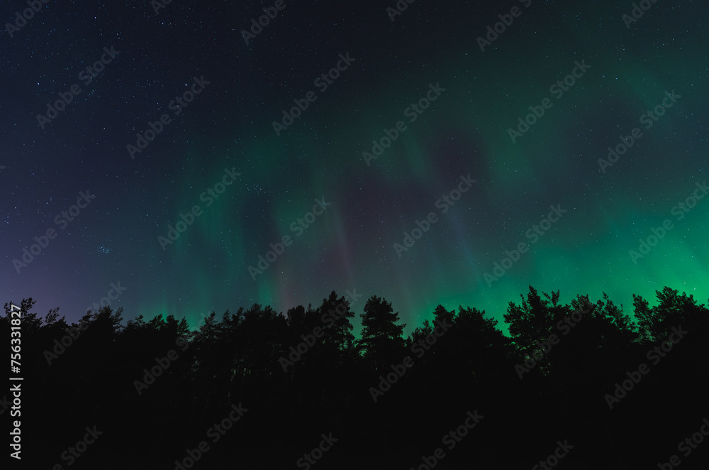 Night scene, silhouettes of trees against the background of the starry sky and northern lights.