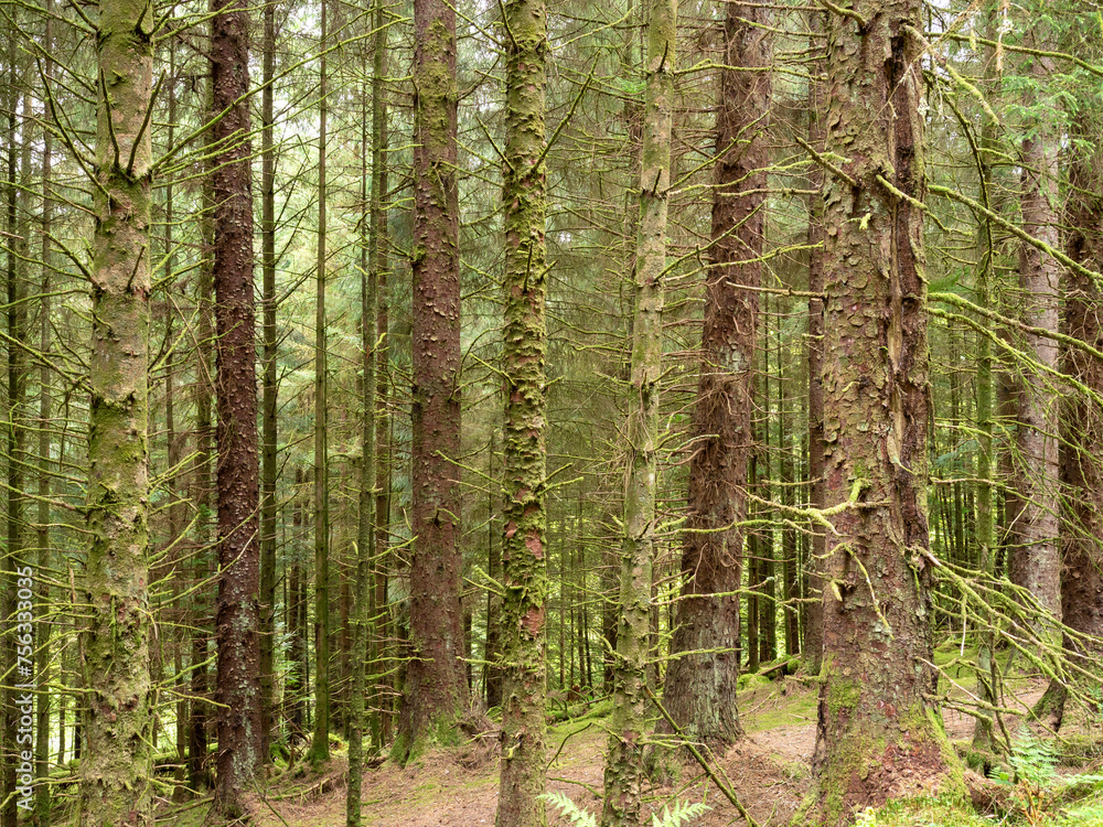 Naklejka premium Dense tree trunks in the Argyll Forest Park, Scotland