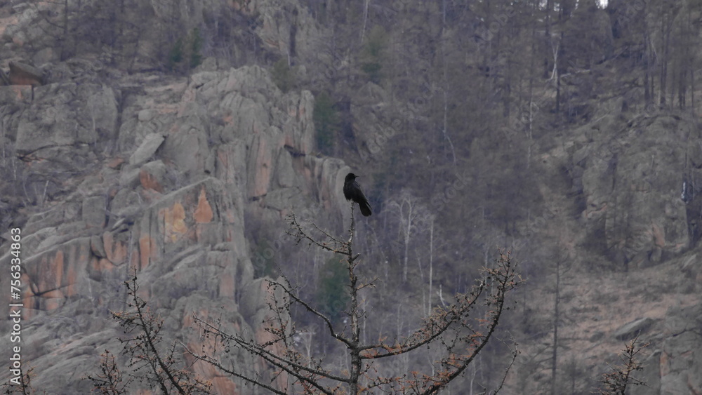 Raven on the point of a pine tree