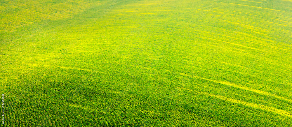 Fototapeta premium Summer rural landscape, countryside. Grass texture. Rolling wheat fields on the hill. Nature background. Horizontal banner