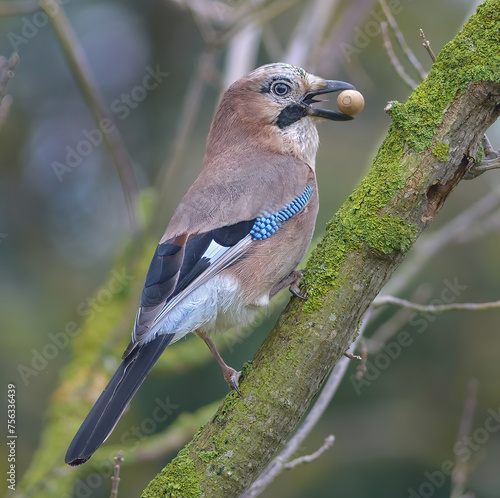 Eichelhäher Garrulus glandarius