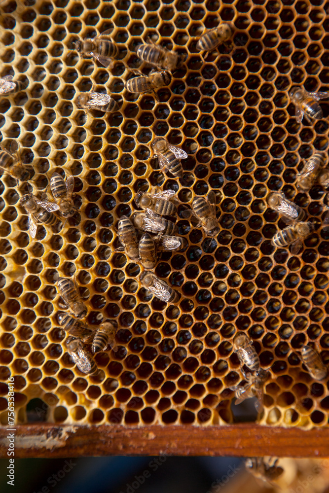 Working bees on the yellow honeycomb with sweet honey.. Working bees on the yellow honeycomb with sweet honey..