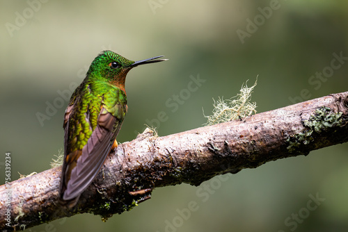 Beautiful Chestnut Breasted Coronet (Boissonneaua matthewsii) perched on attractive branch photo