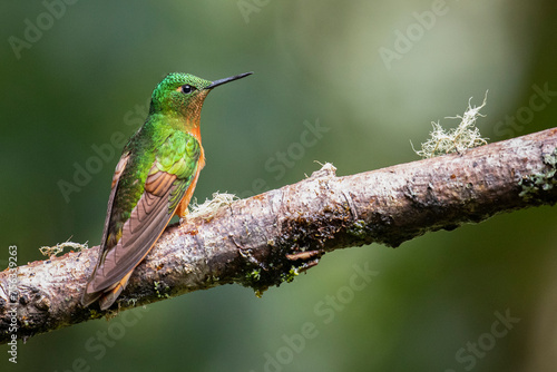 Beautiful Chestnut Breasted Coronet (Boissonneaua matthewsii) perched on attractive branch
