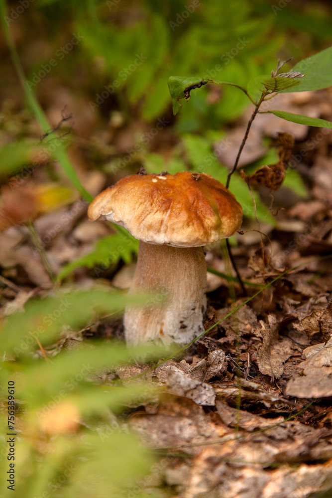 Boletus mushroom in the wild. Porcini mushroom grows on the forest floor at autumn season.. Boletus mushroom in the wild. Porcini mushroom grows on the forest floor at autumn season..