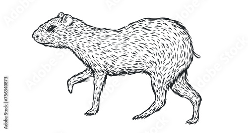 Hand drawn agouti in monochrome sketch style. Animal south america isolated on white background. Vector vintage illustration.