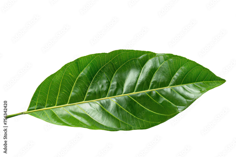 Obraz premium The green leaves have beautiful patterns.