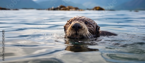 A carnivorous sea otter gracefully swims in the fluid waters of the ocean, its snout breaking through wind waves in its natural aquatic habitat