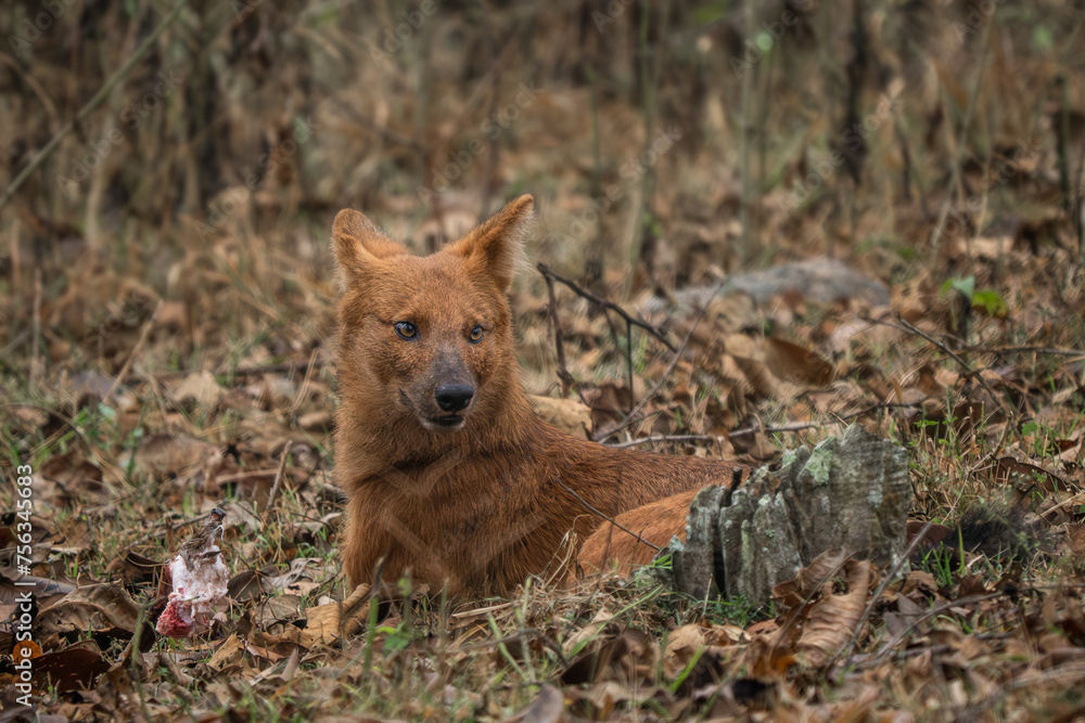 Dhole - Cuon alpinus, beautiful iconic Indian Wild Dog from South and Southeast Asian forests and jungles, Nagarahole Tiger Reserve, India. Dhole - Cuon alpinus, beautiful iconic Indian Wild Dog from South and Southeast Asian forests and jungles, Nagarahole Tiger Reserve, India.