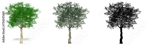 Set or collection of European Olive trees  painted  natural and as a black silhouette on white background. Concept or conceptual 3d illustration for nature  ecology and conservation  strength  beauty
