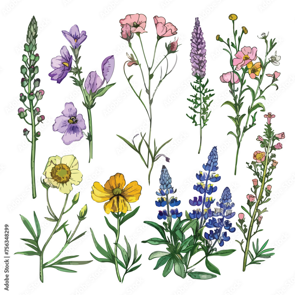 Wildflower Sketches Clipart