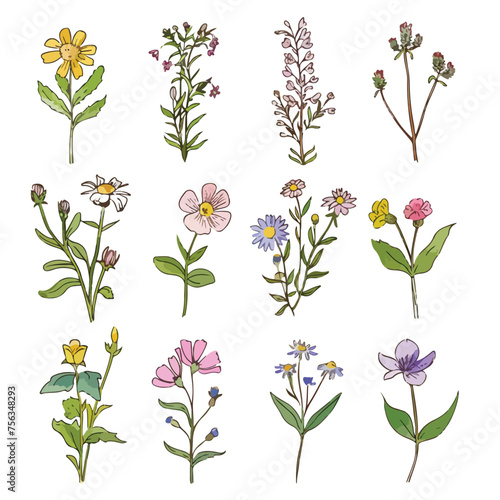 Wildflower Sketches Clipart