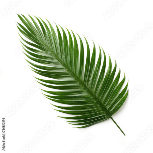 Green Palm Leaf on White Background