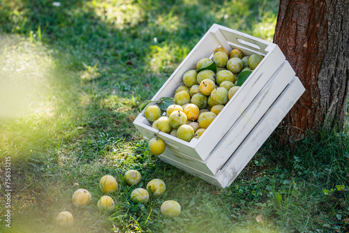 Harvested ripe greengage in garden. Green plums in wooden crate photo