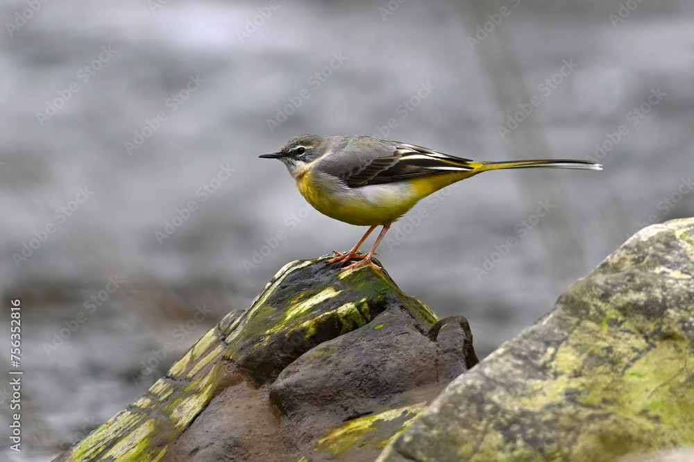 Fototapeta premium Gebirgsstelze // Grey wagtail (Motacilla cinerea)