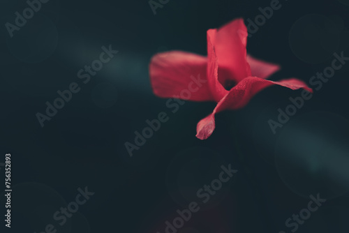 Red poppy close up isolated on black blur background.