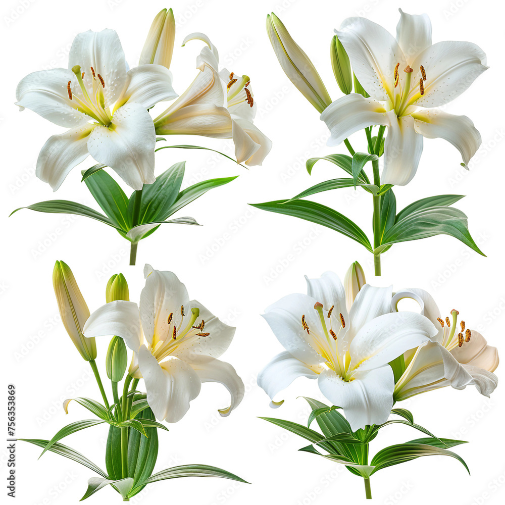 Yurine Lily Blooms in Artistic Splendor on a Transparent Background – Capturing the Delicate Petals and Botanical Elegance in a Minimalist Composition of Nature's Closeup Beauty Yurine Lily Blooms in Artistic Splendor on a Transparent Background – Capturing the Delicate Petals and Botanical Elegance in a Minimalist Composition of Nature's Closeup Beauty