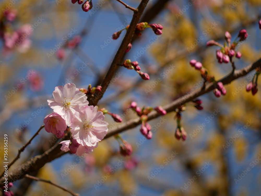 First spring flowers - sakura cherry blossom in Wien First spring flowers - sakura cherry blossom in Wien